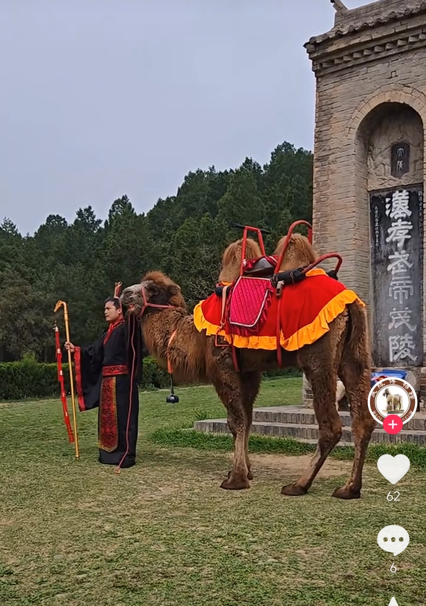 很久没去茂陵了，我咋记得茂陵也是封闭的景区，这人咋把骆驼牵进去的，后面还跟了匹马