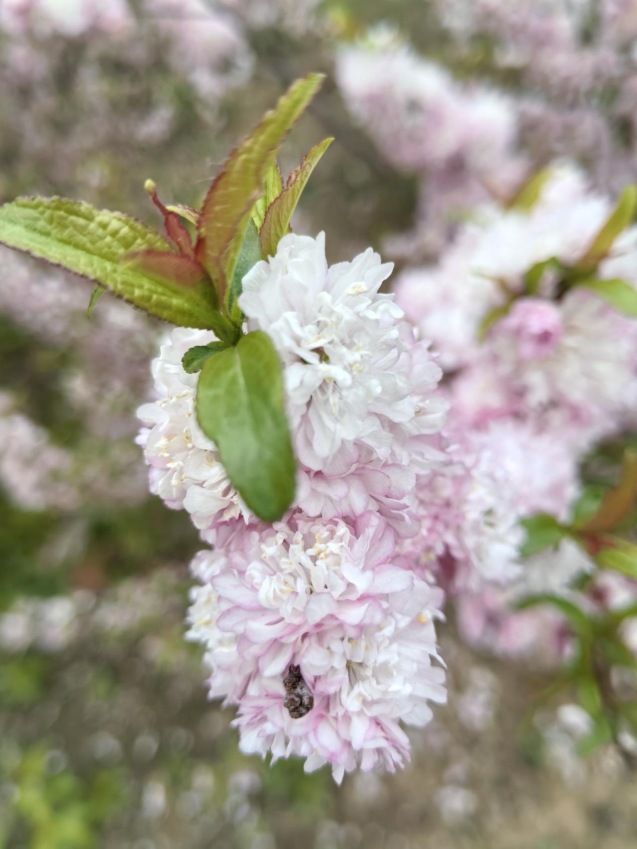 一句话证明你老了！字数越少越好我的年龄就像春天的榆叶梅，年年绽放新芽，心里永远住