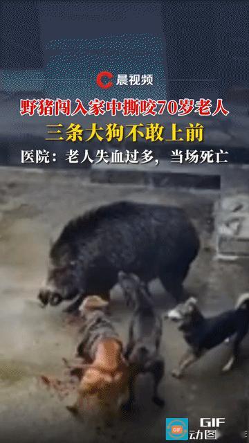 谁该为此事负责？陕西，一头目测四五百斤的野猪闯入农户院子，老人听到动静，出门查看