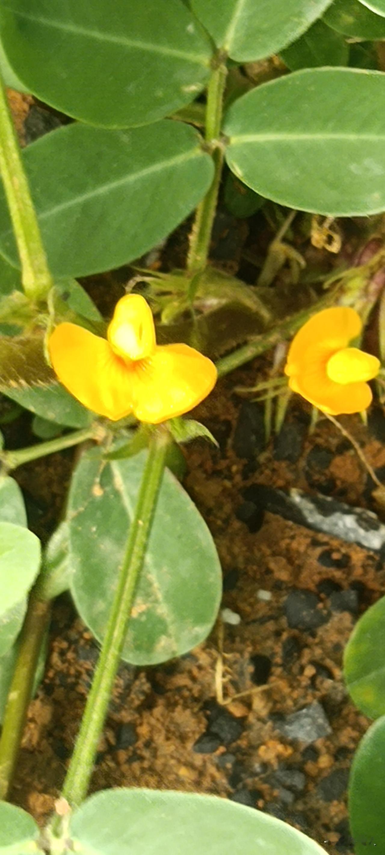 我种的花生开小黄花啦，花生生食熟煮谁更健康聊聊大家都在问的：开花后要不要剪枝去叶