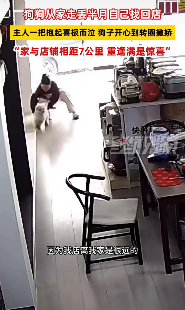 狗狗从家走丢半月自己找回店，主人一把抱起喜极而泣，狗子开心到转圈撒娇。
星视频原