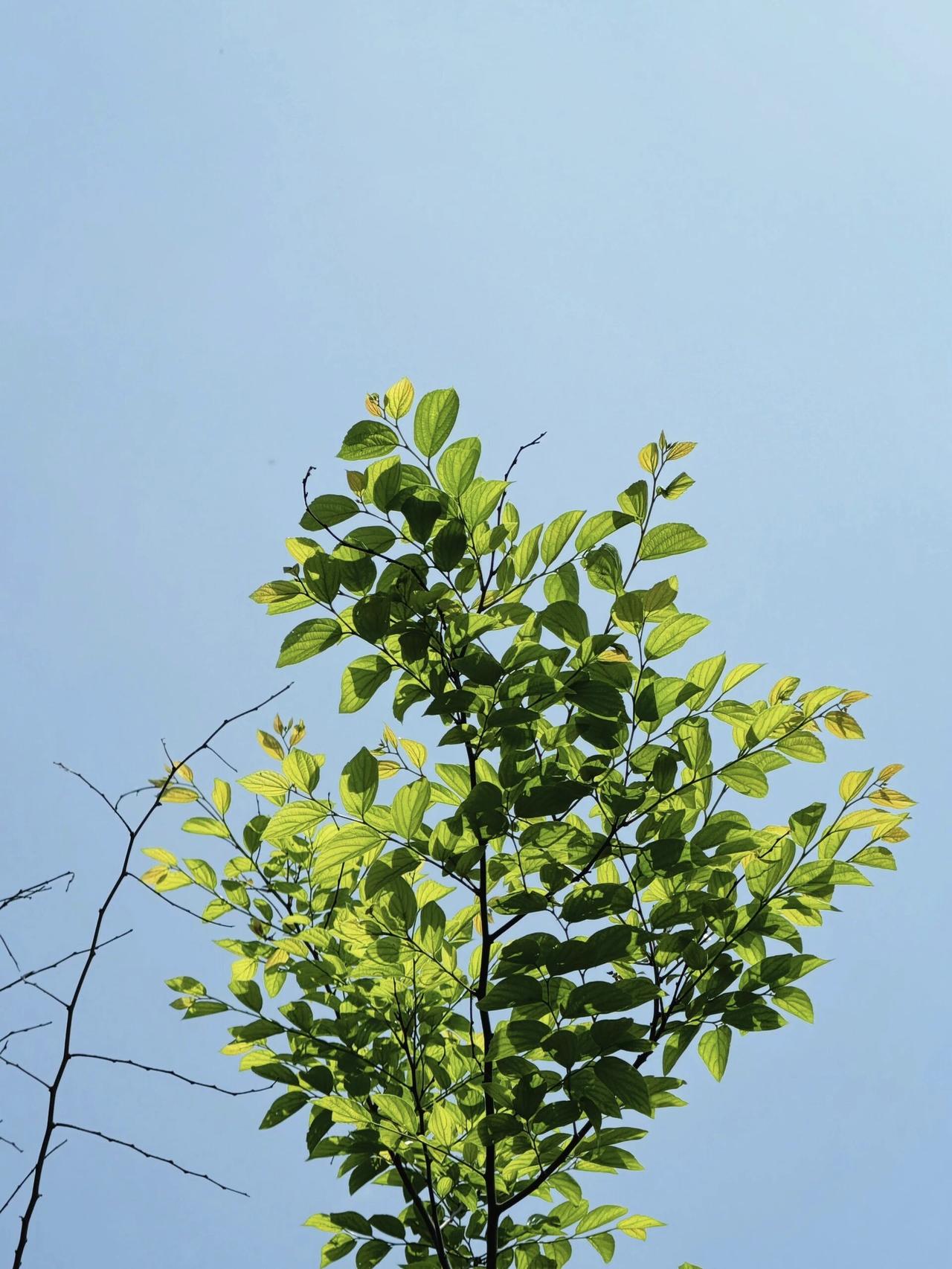 春机盎然，繁花似锦，各种各样的花花草草，五颜六色，缤纷夺目[玫瑰]
