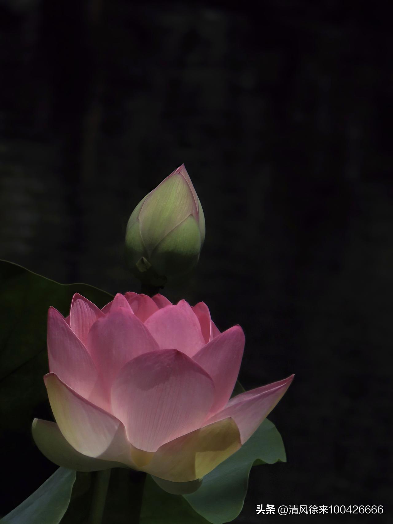 幽庭暗影蕴清芳，粉瓣凝华自带香。
未绽青苞藏傲骨，出尘不染世间霜。