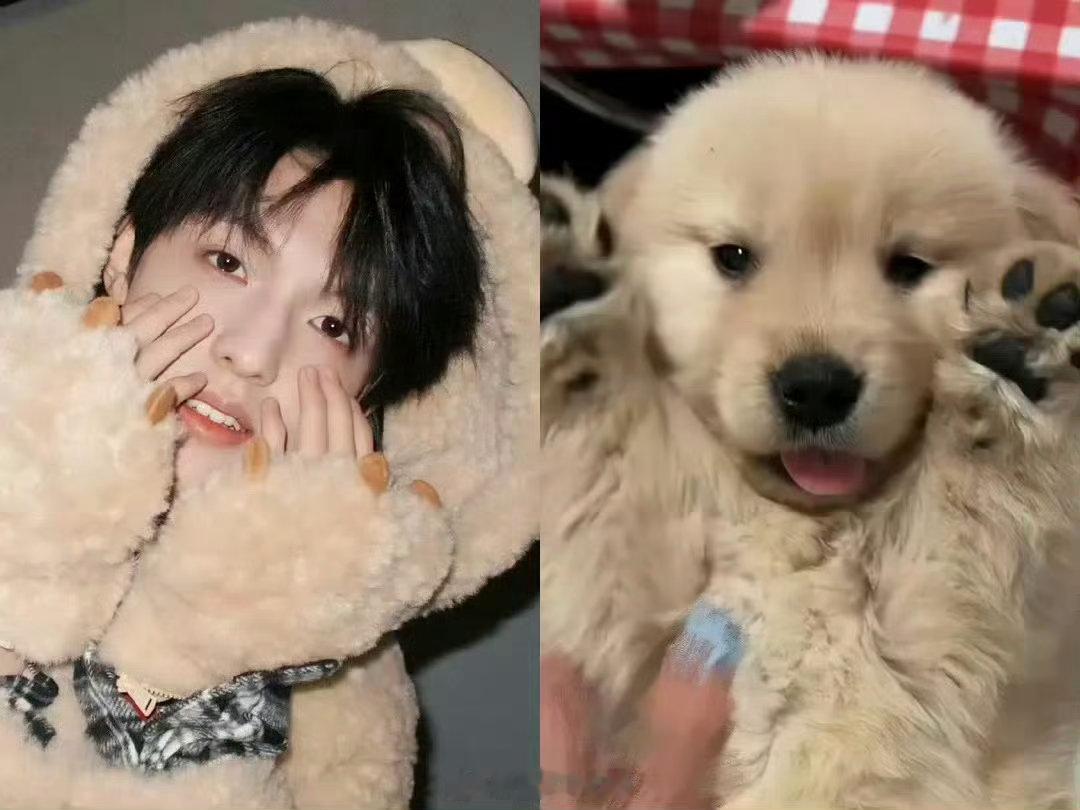 张泽禹一模一样的猫养两只小狗和小猫在一起会吵架吗？