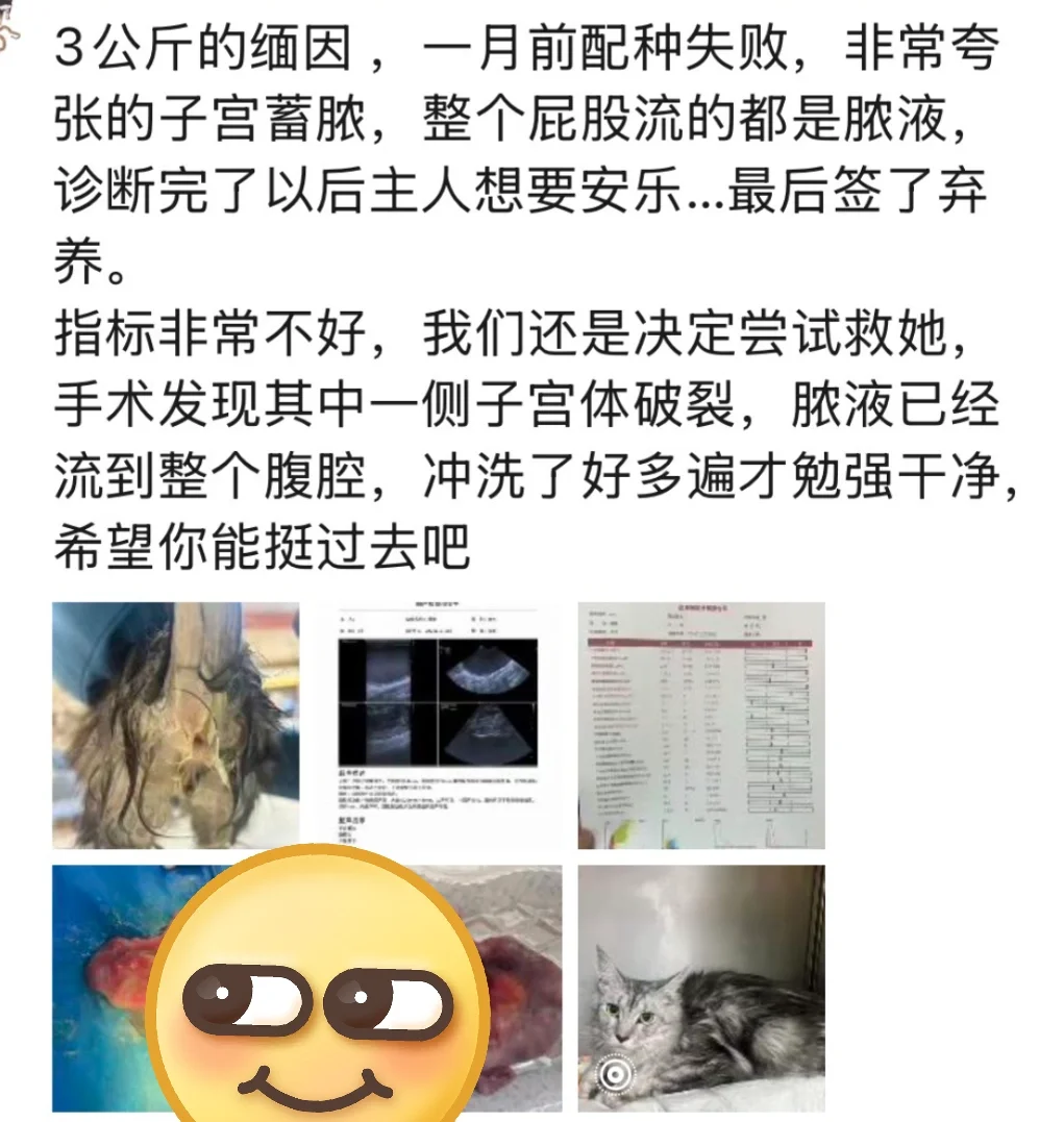 被弃养的缅因终于有了完美结局
