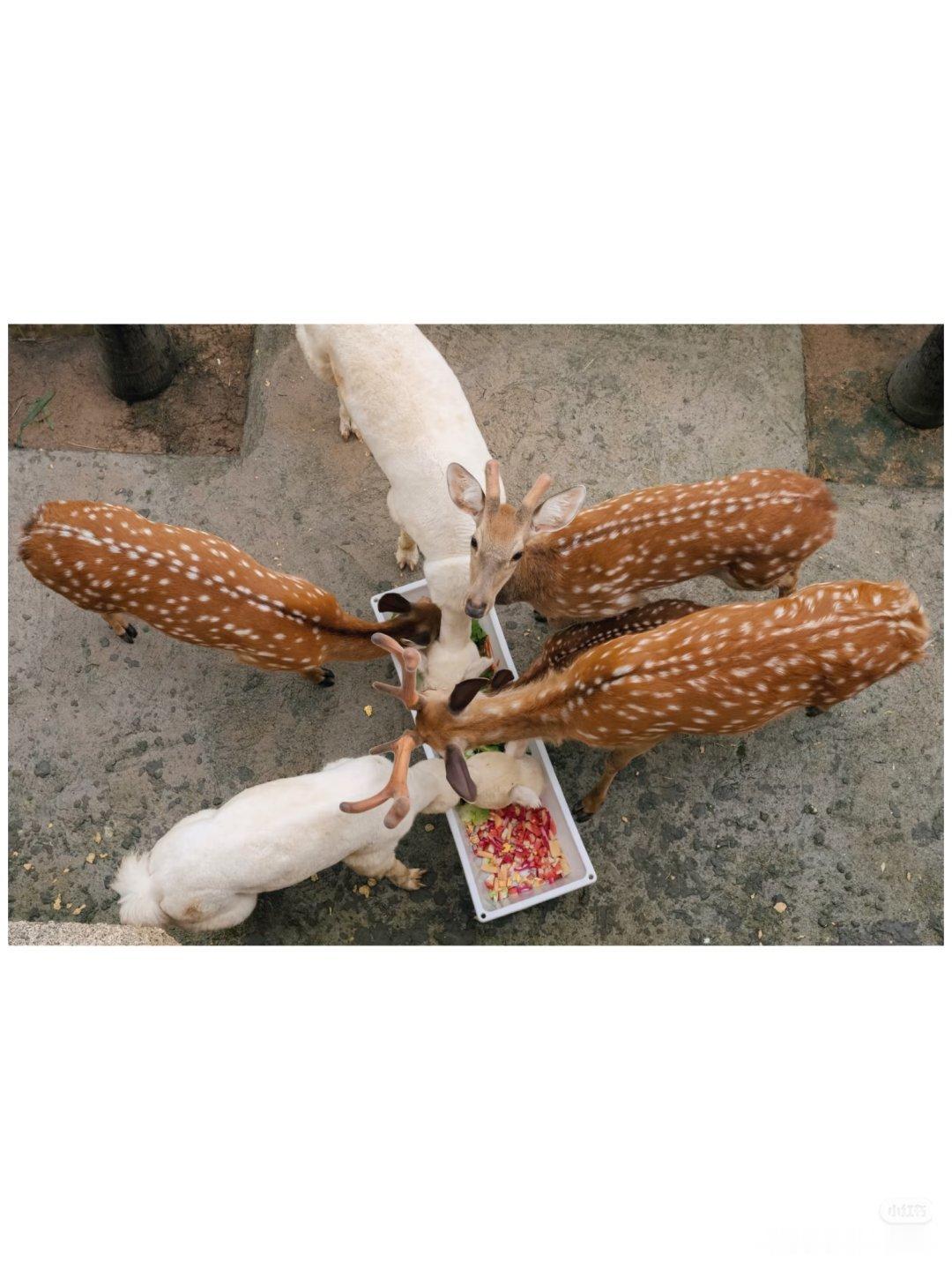 随手拍李现现在见山海 李现拍的小可爱们，构图好好看
