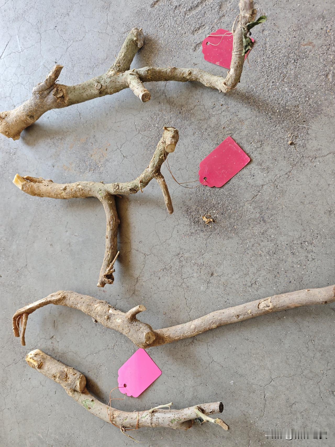 花友们，彻底入坑了，又搞了几棵三角梅小老桩，本着边玩边学习的态度，试试水看看能不