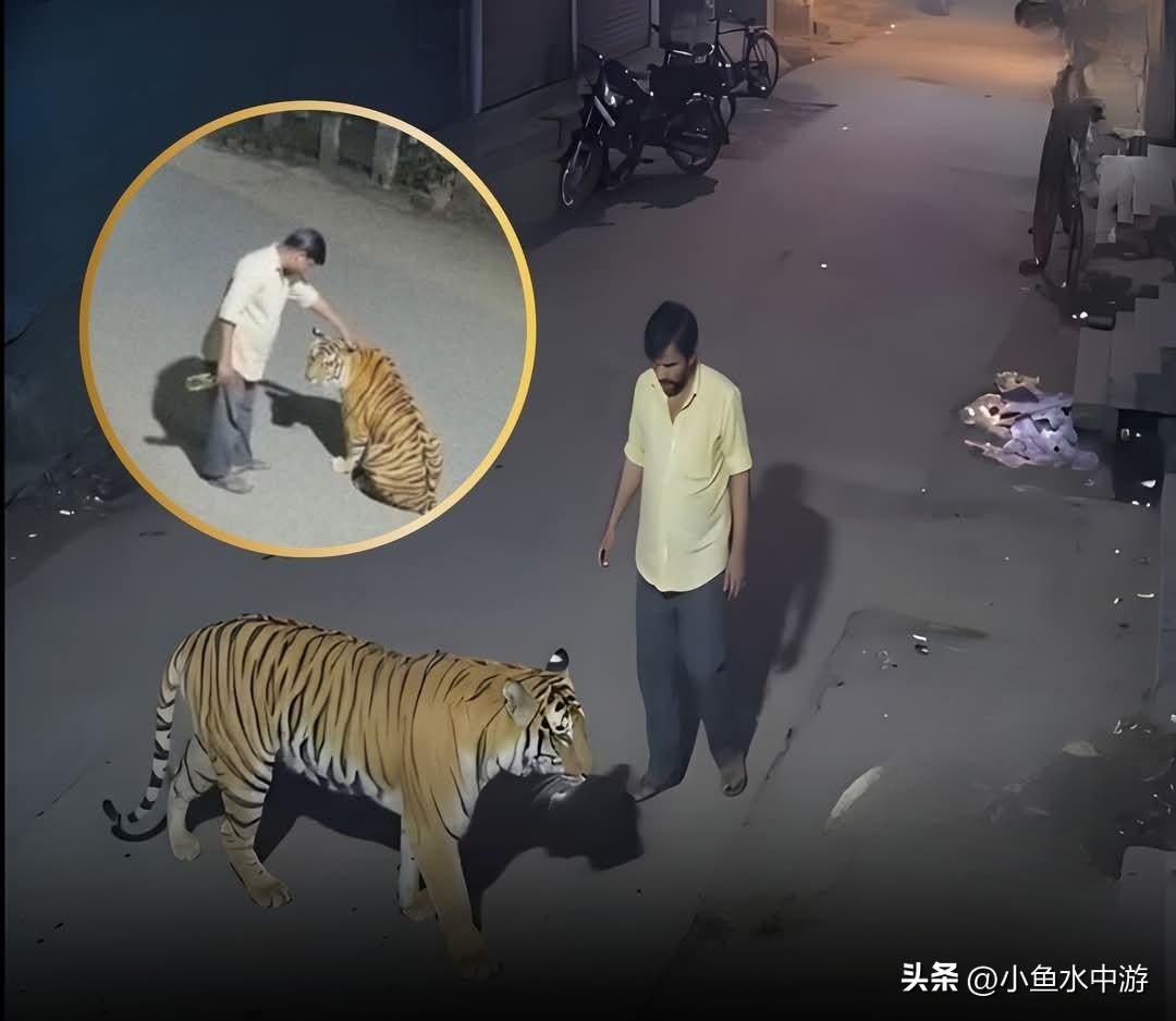 据报道，印度一座宁静小镇出现老虎游荡，恐慌蔓延，居民纷纷闭门不出、待在家中。
 