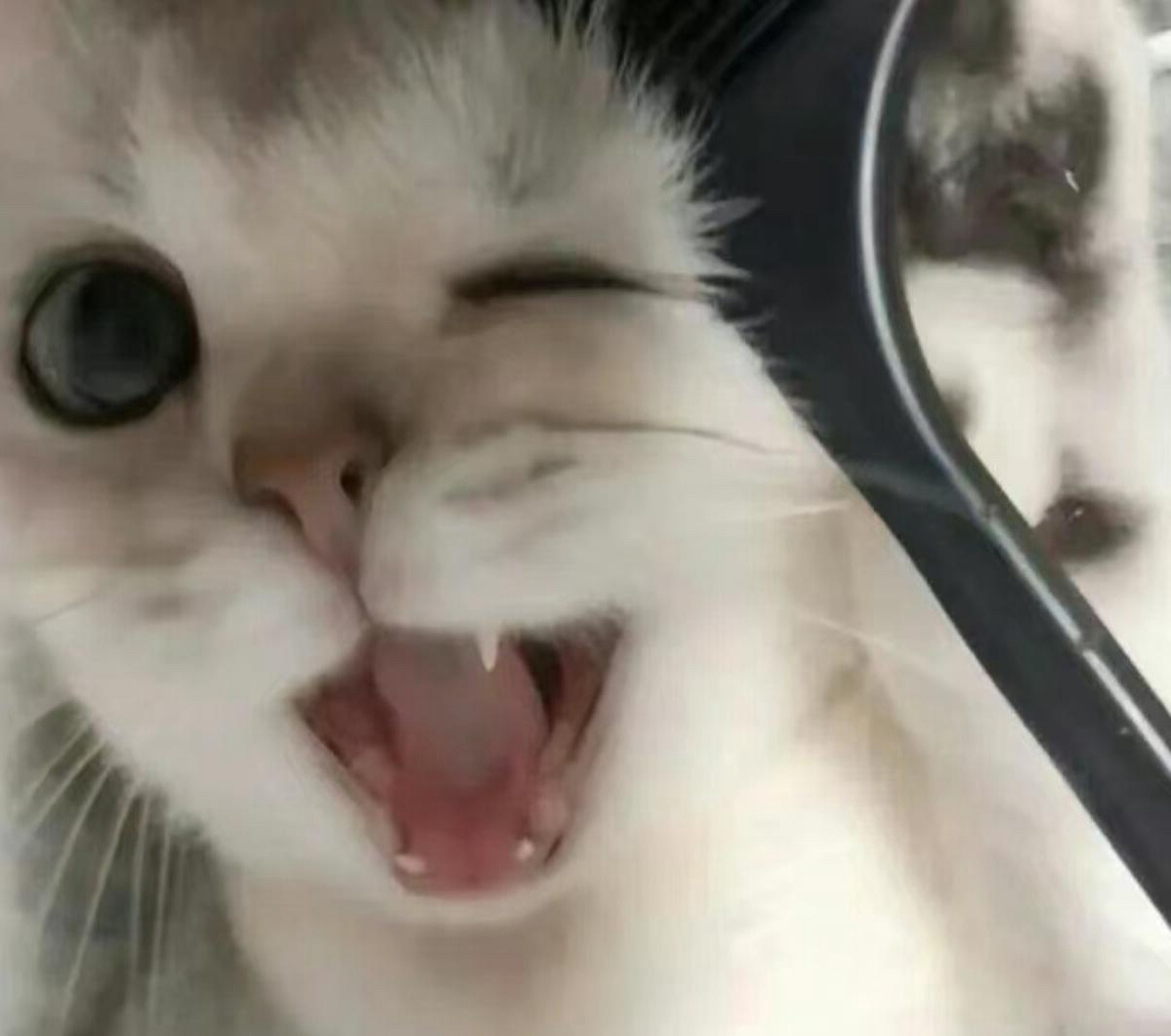 露出小猫尖尖牙了喂 