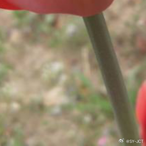 每日一善每日一善 拥有宁静的心灵，才能发现意想不到的美。只要心是晴朗的，人生就没