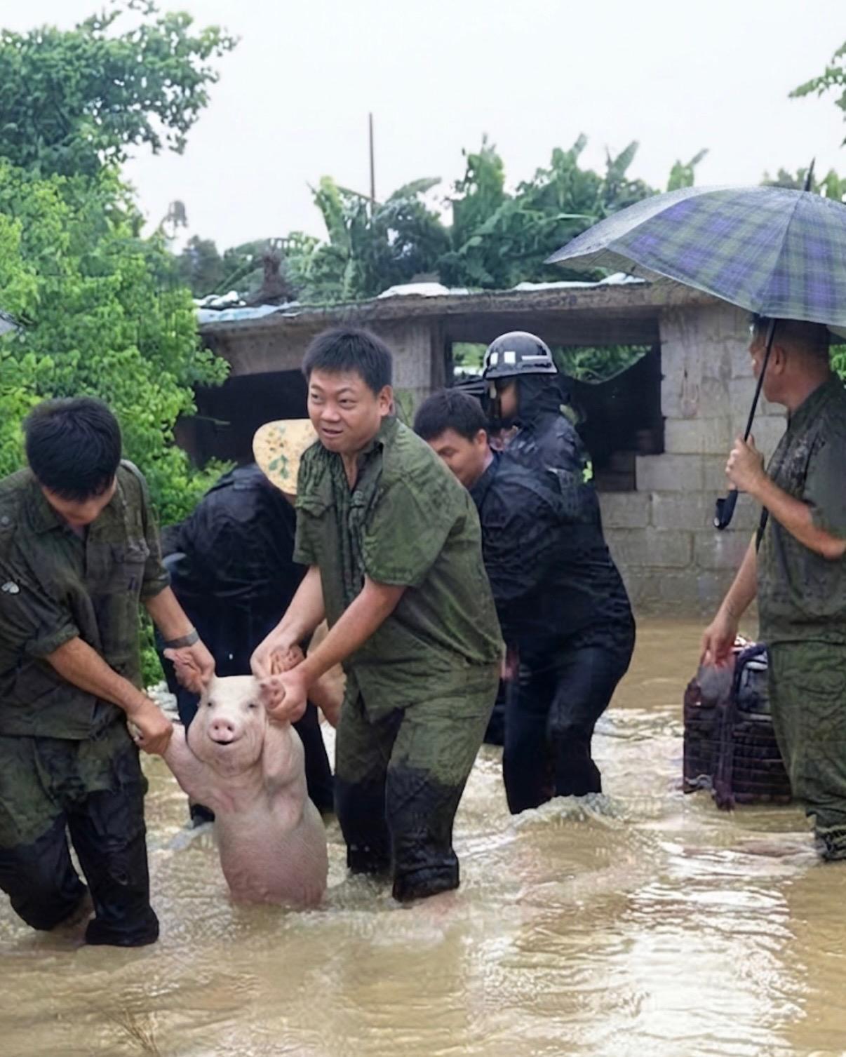 暴雨淹村，所有人都忙着避险。救援队却不忘救出被困家畜。 这只小猪获救时...
