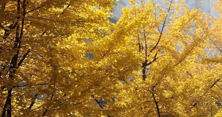 贵阳冬季文旅“热”力全开