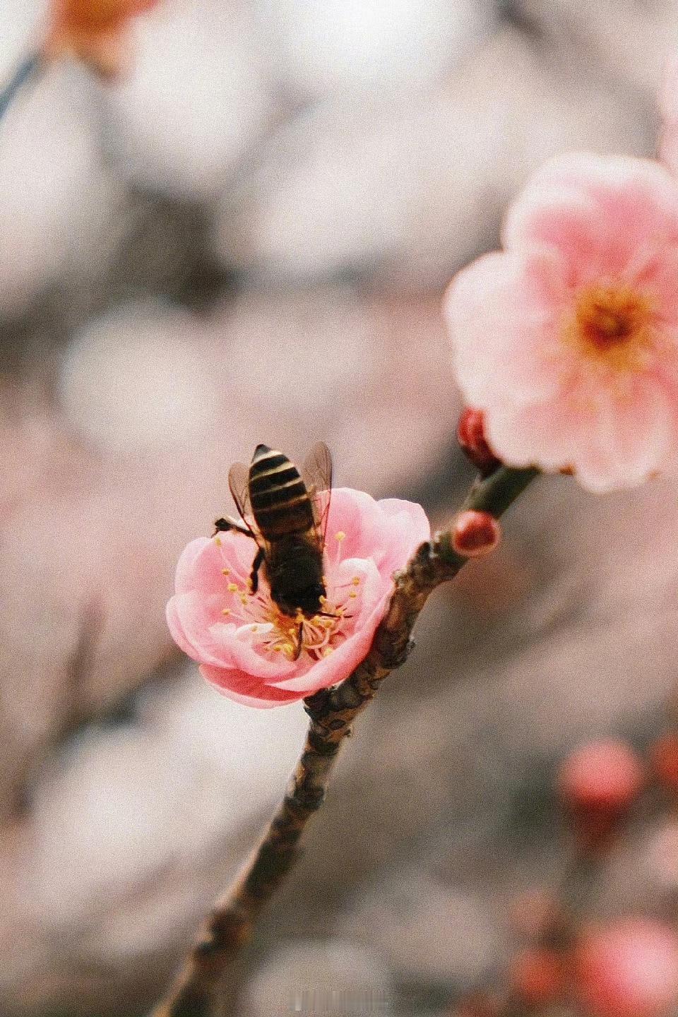 【福州·林阳禅寺】

古朴雅致的建筑与淡雅的梅花相互映衬，一砖一瓦间，满是中式美