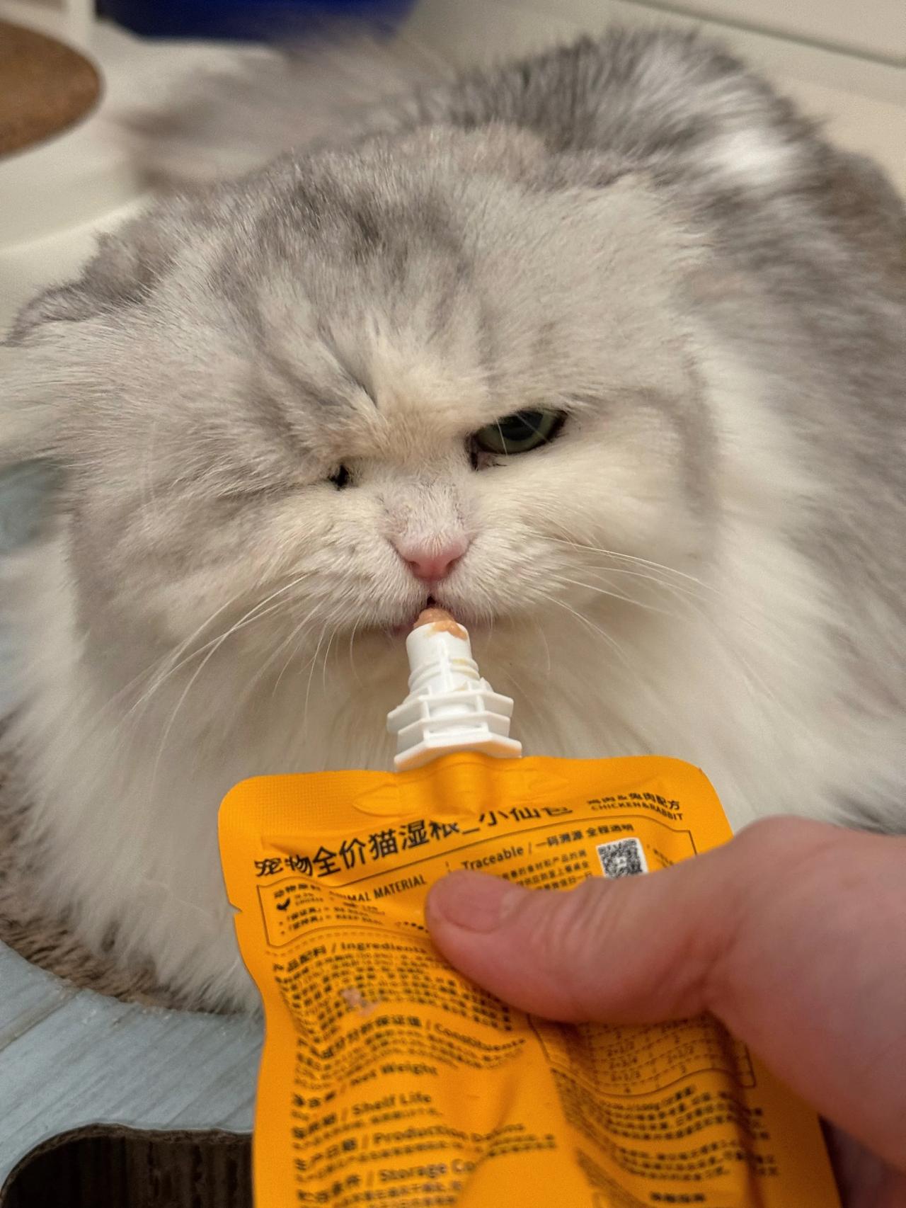 混进了一只外星生物，一看就是讨打的货！
#萌宠# #猫咪#