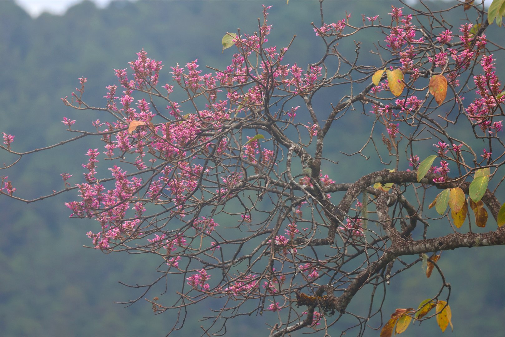 墨脱一种单科单属的珍稀树木——美丽桐，树如其名，非常美丽，是十月十一月1300-