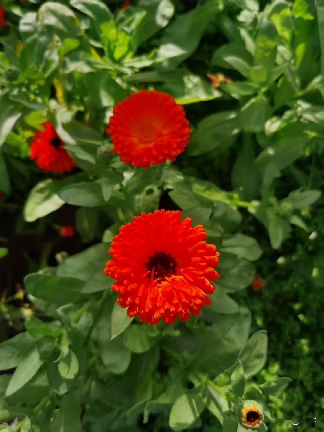 分享公园里的花