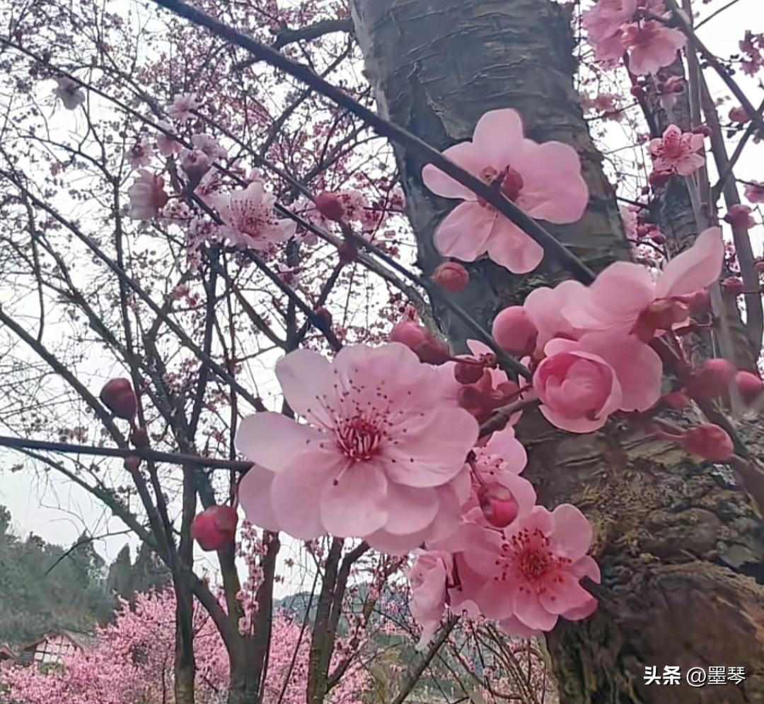 别当催生父母，回旋镖不扎自己身上根本不懂疼。
 
小区张阿姨家条件不错，儿子大学