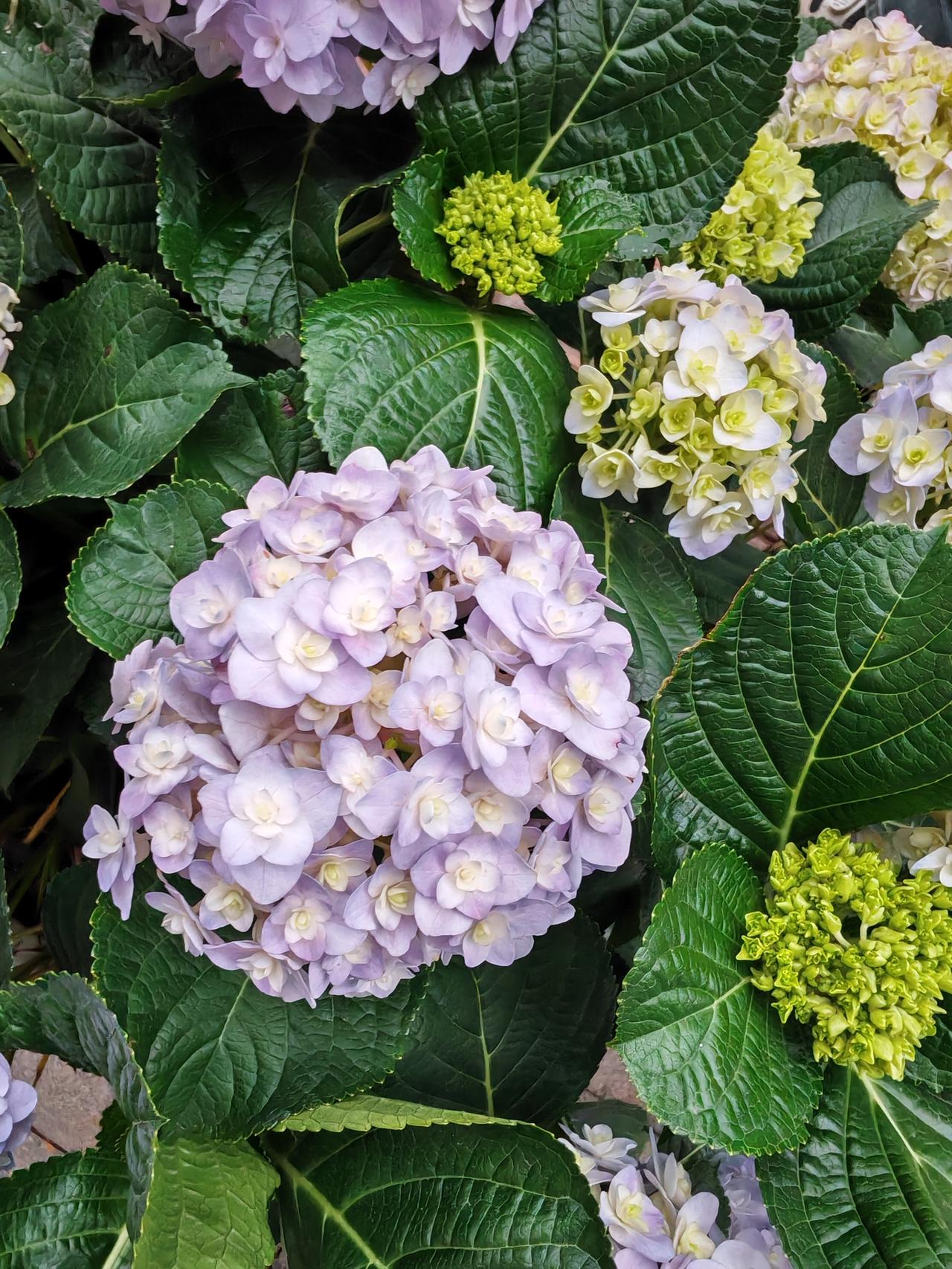 光谷生物园内，木本绣球迎来盛放期，那如雪似玉的花团缀满枝头，绵延成一片纯净花海。
