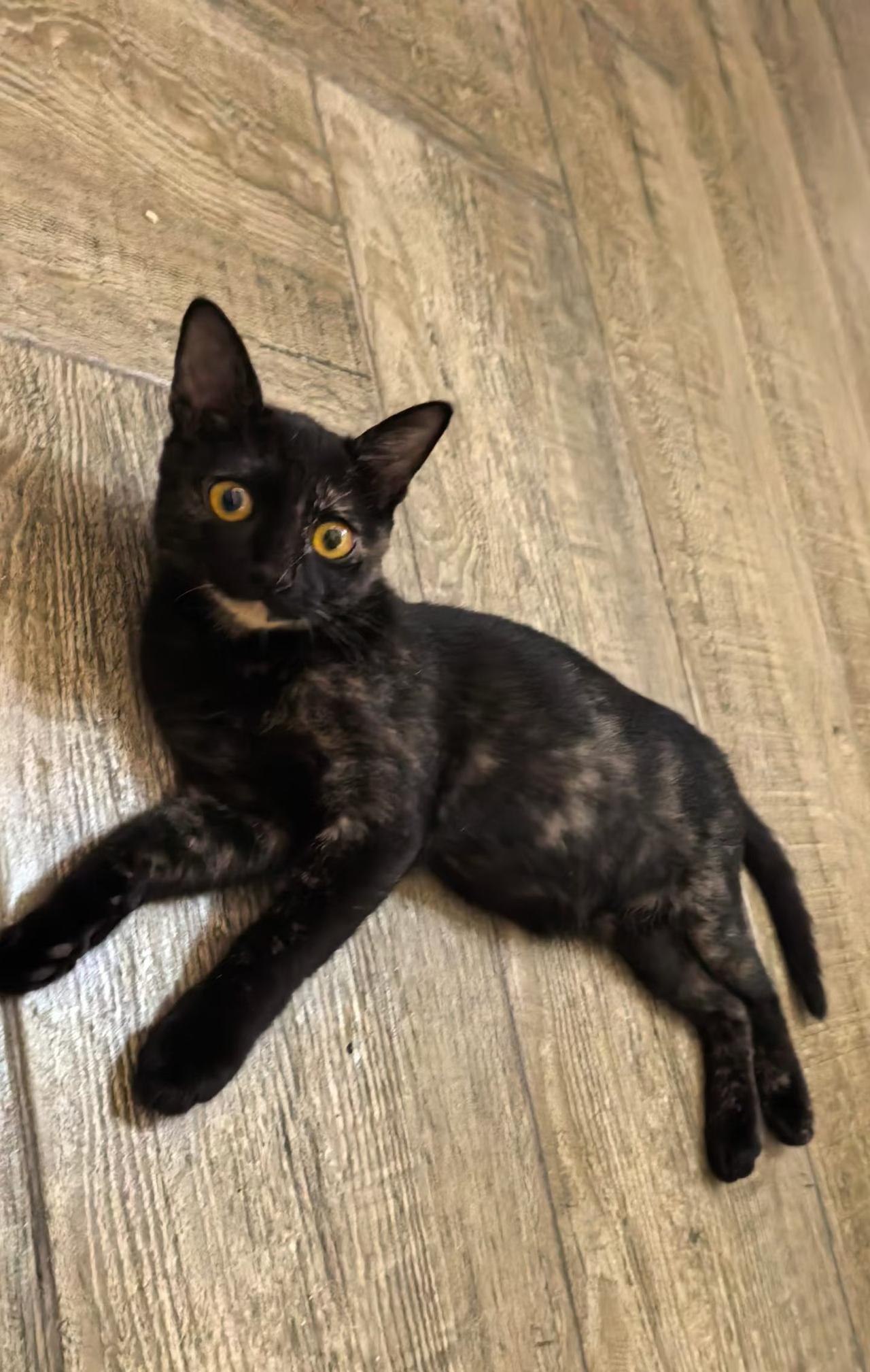 珠海，救助的玳瑁猫寻找爱心领养

宠物品种:烟熏妆玳瑁不明显偏黑
宠物名 ：岱岱