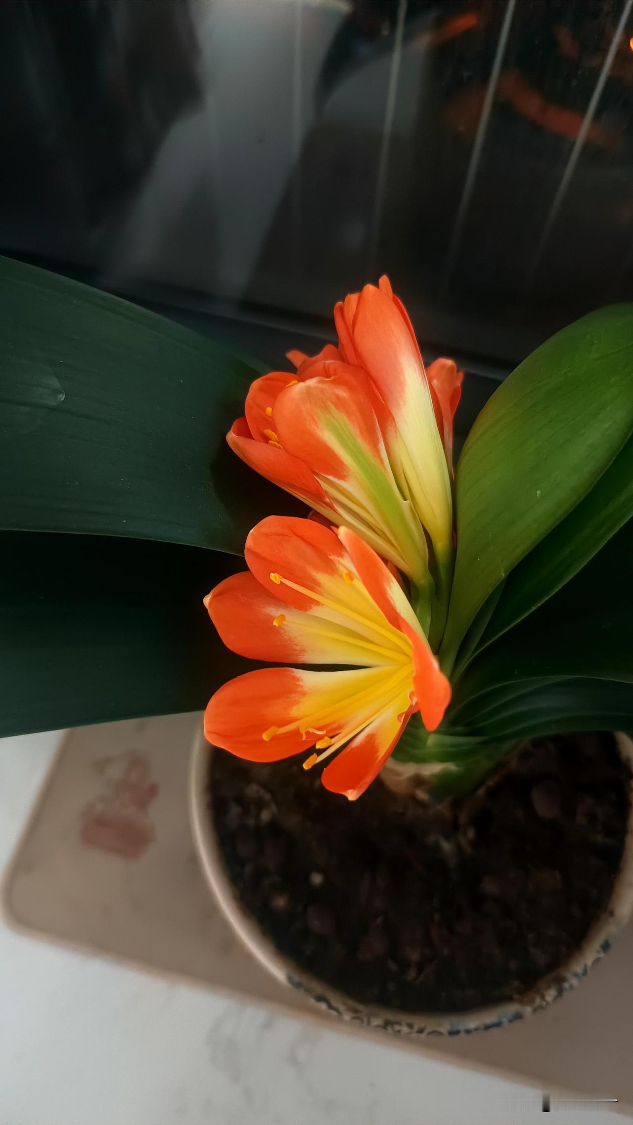 一束橙花，温暖如春，绽放生机。