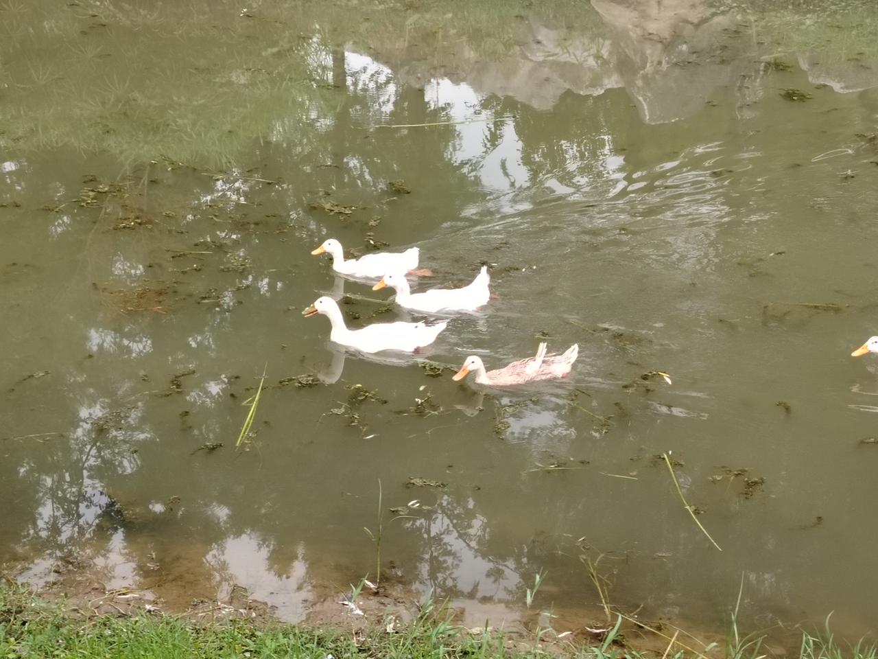 戏水的鸭子