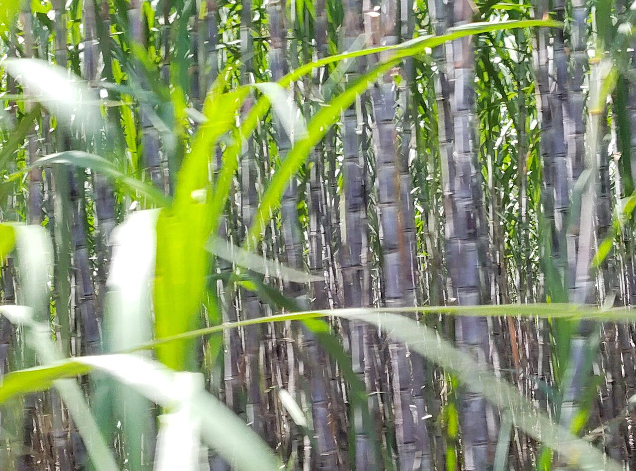 现在许多开荒的旱田，没有种水稻，而是种了树木，现在到处不是甘蔗苍天参天大树大树。