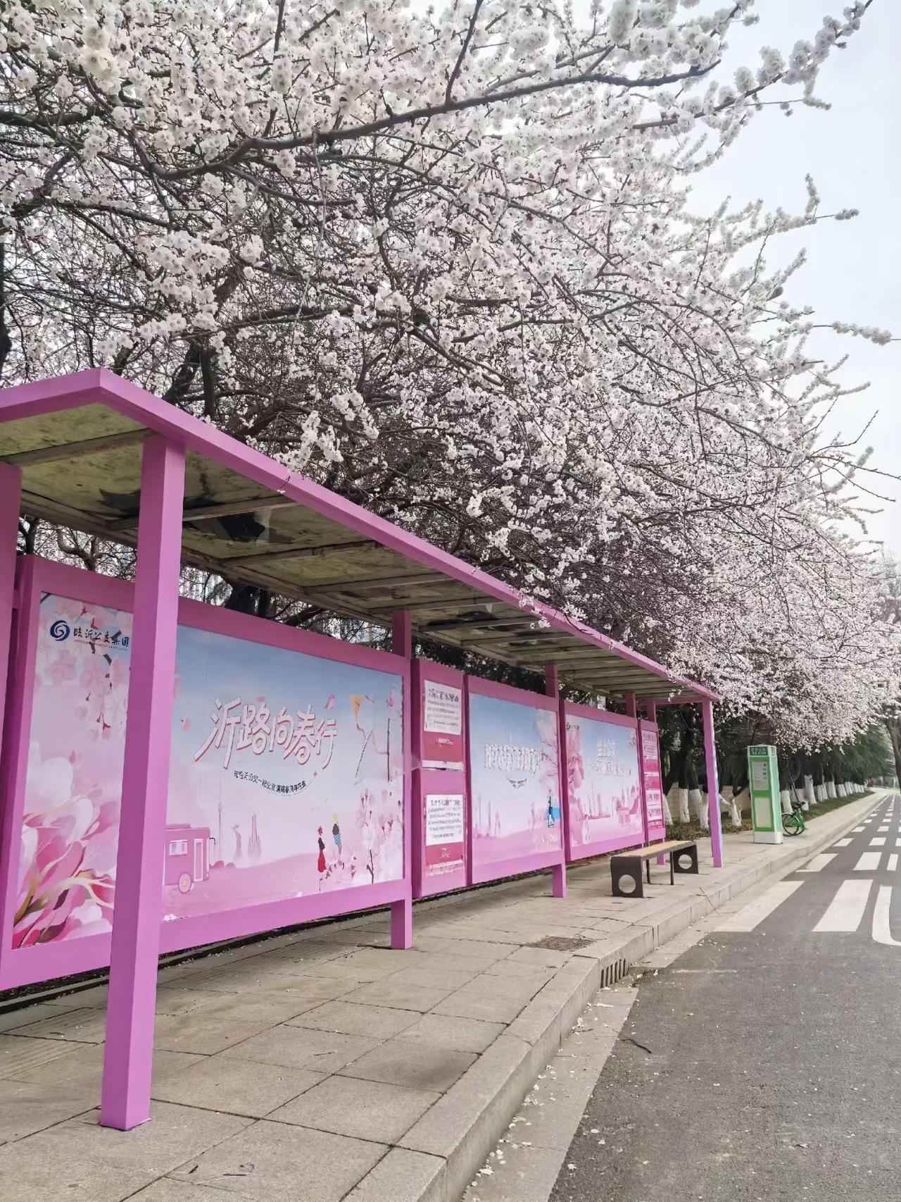 打卡临沂兰山区！春天来了，属于临沂人的浪漫，繁花覆顶，粉色系的邂逅，这里是临沂春