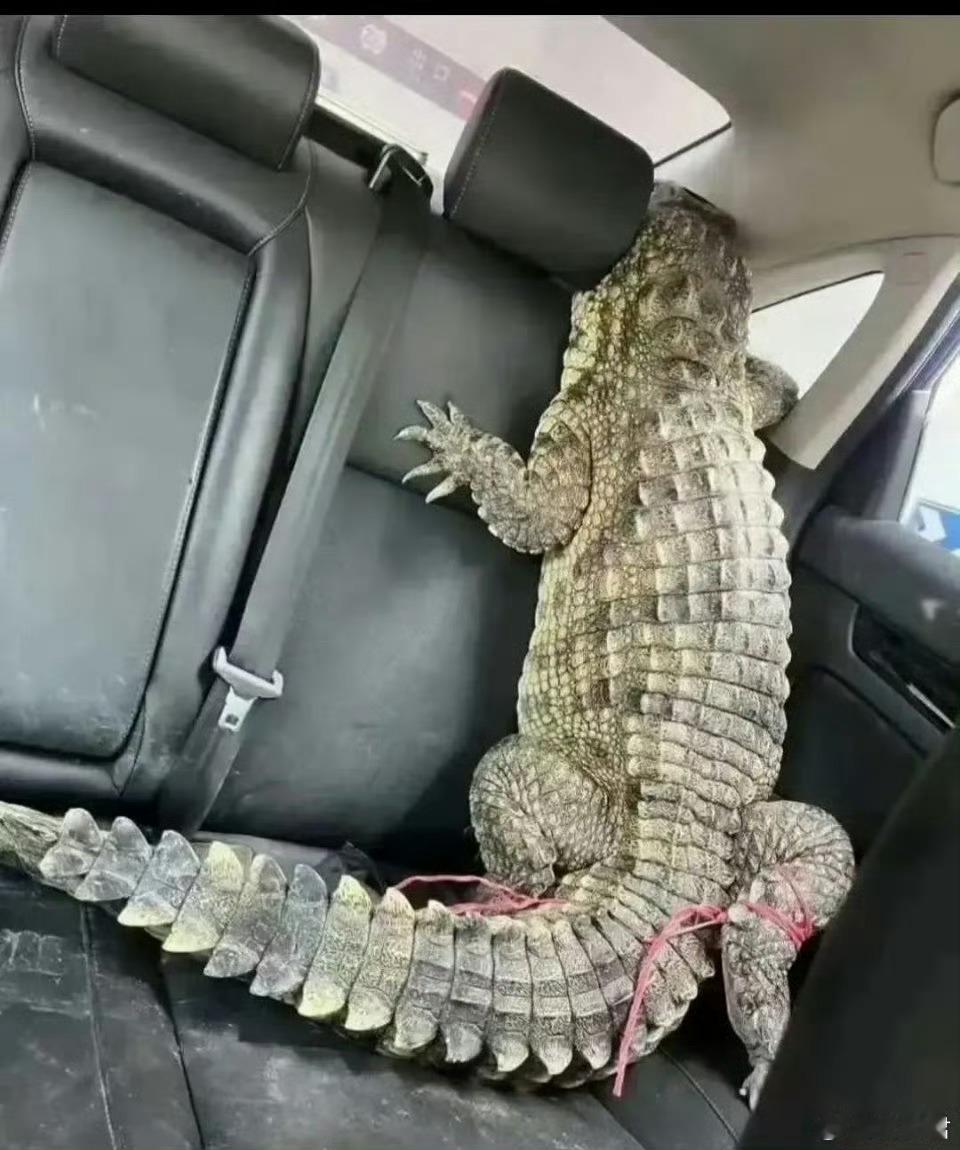 网友：完了绳子开了 ，怎么办，在线等 