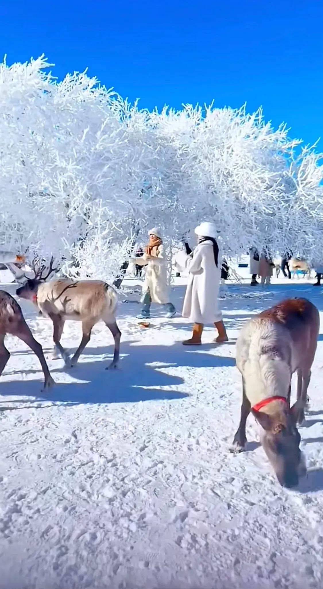 东北的雪景图让人心旷神怡，天地一片雪白，树上也挂滿了结冰，看，他们玩得多开心啊！