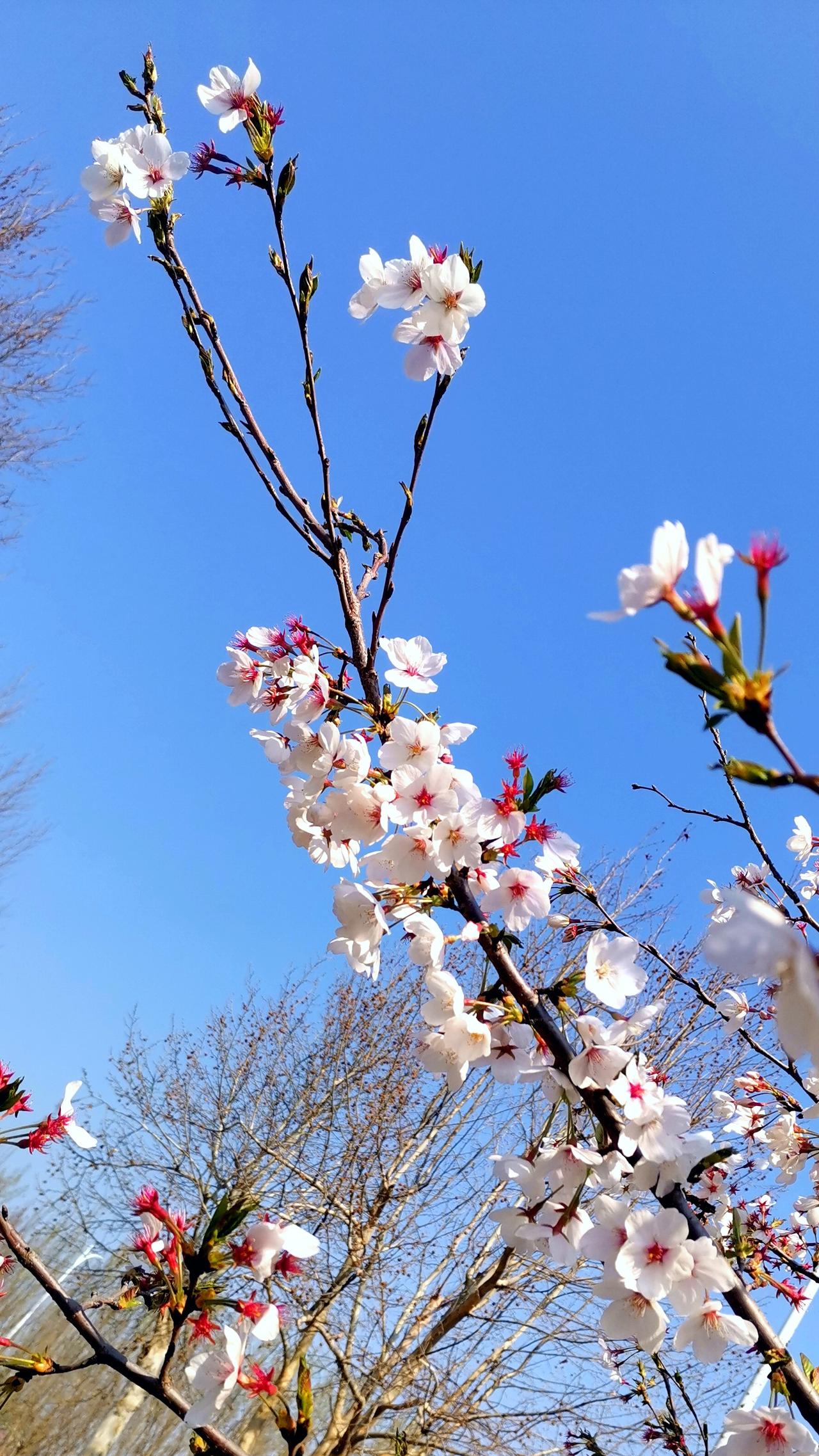 蓝天之下的白樱花。