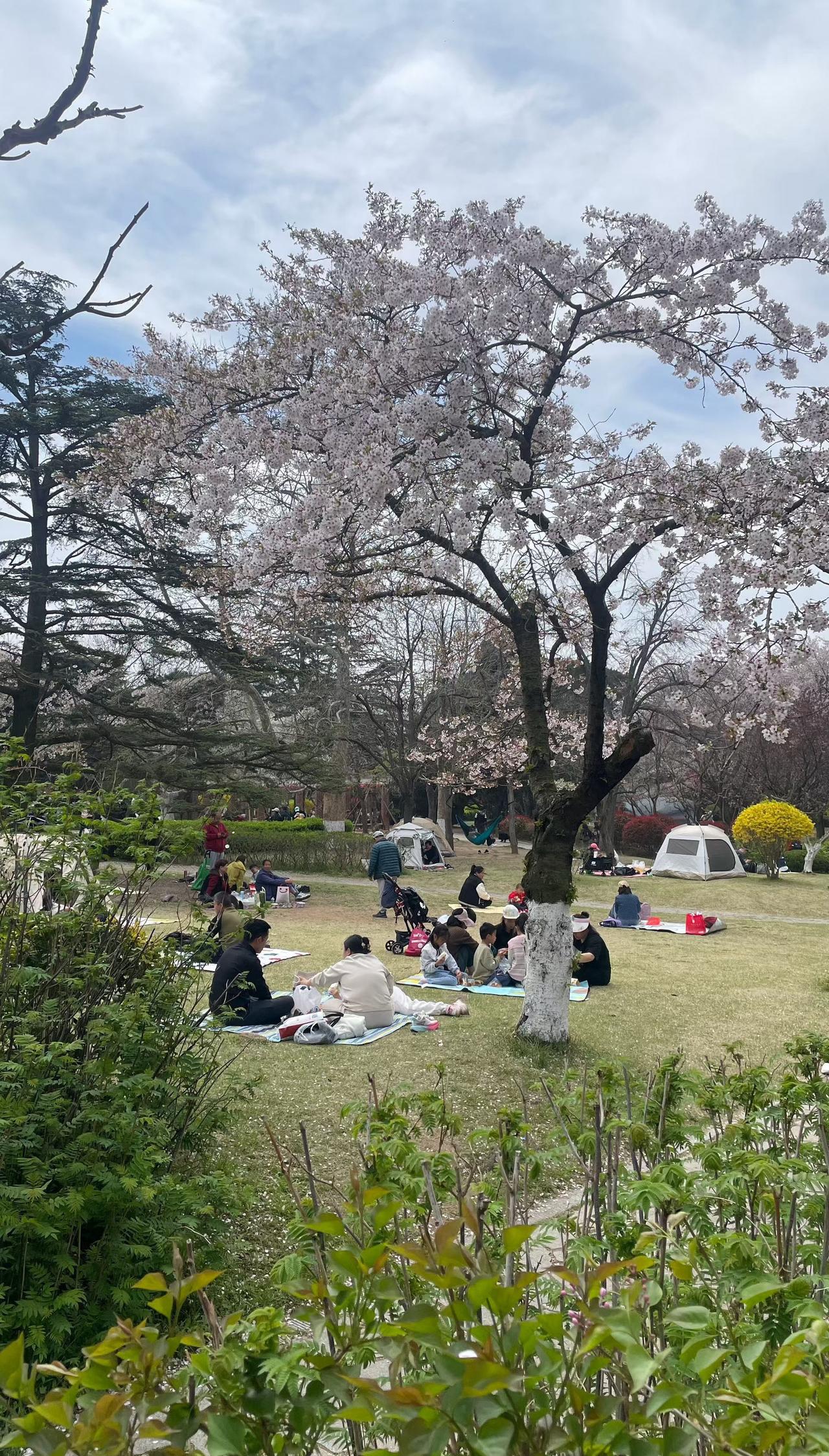 青岛天气真好春天的浪漫是花花给的 ​​​