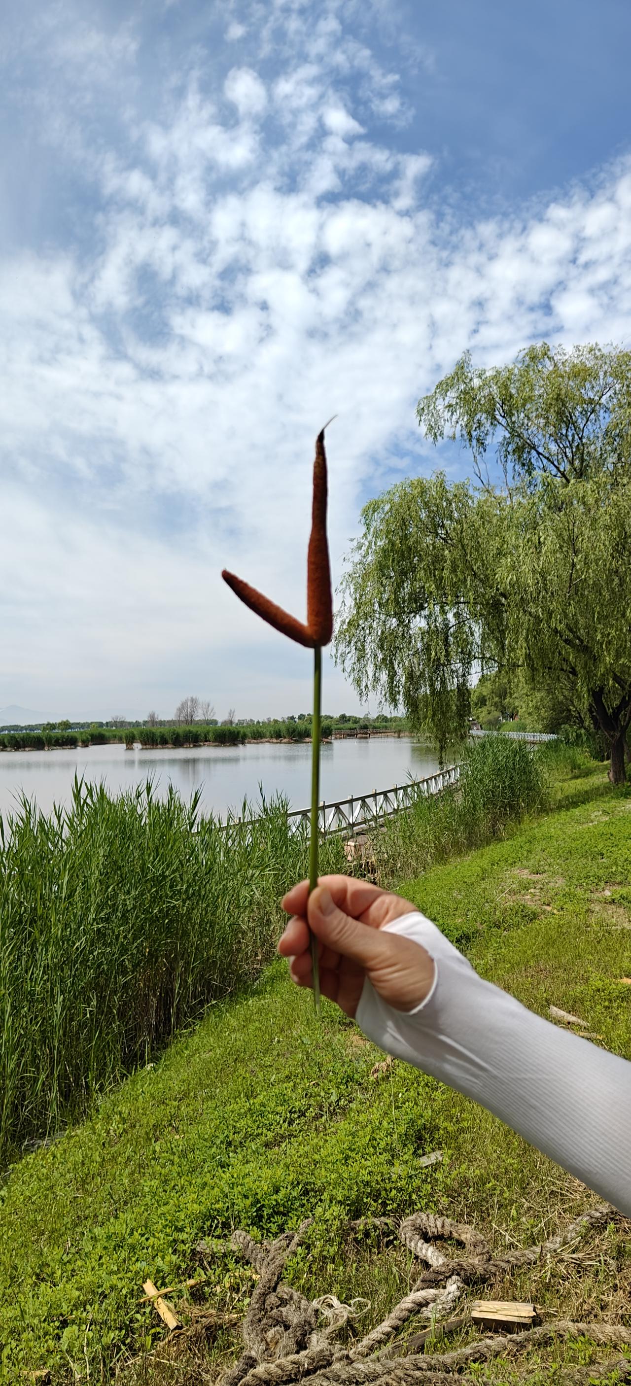 你们那里管它叫什么？