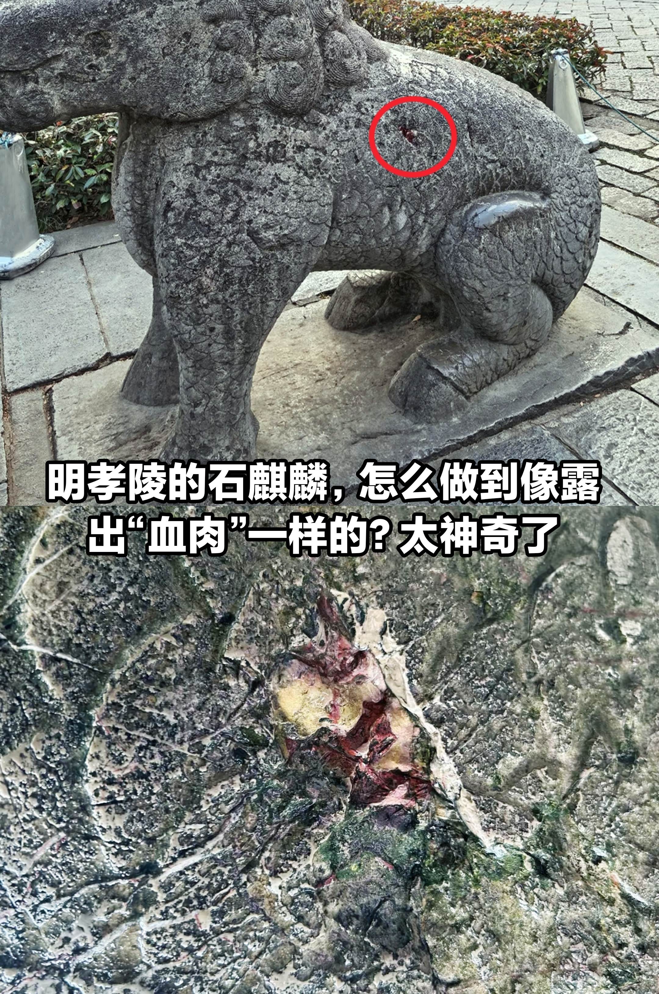 明孝陵石麒麟，怎么做到像露出“血肉”一样。