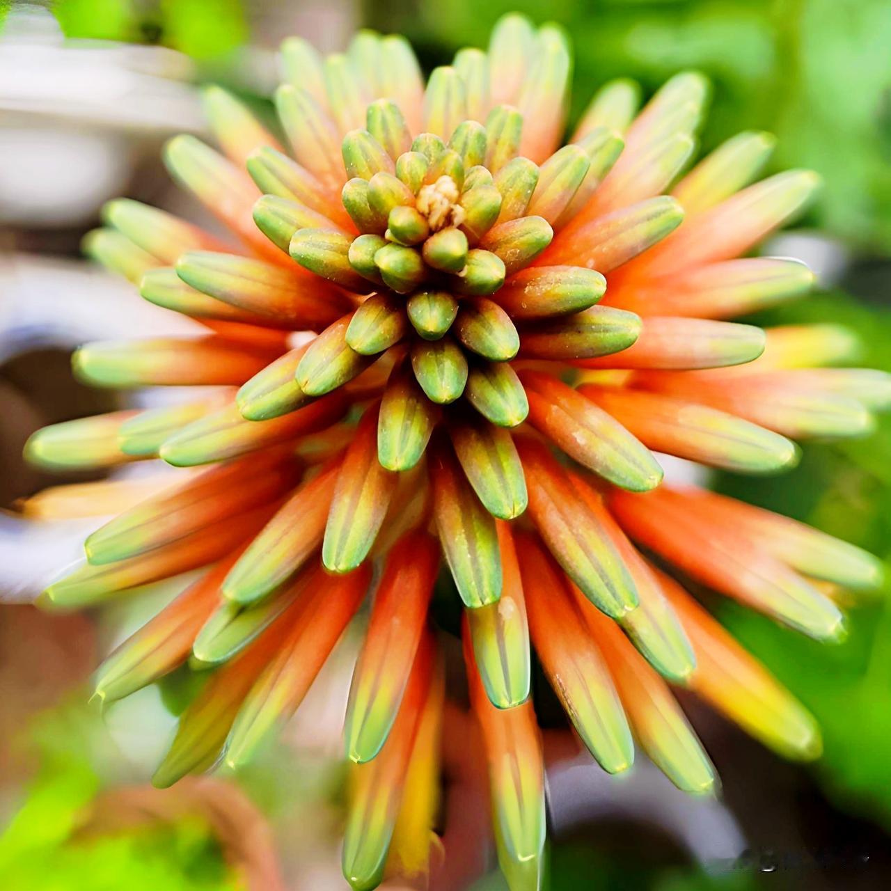 计算是否跨世纪，跨了几个世纪，不仅仅要看老寿星活了多久，还要看老寿星的生卒年份：