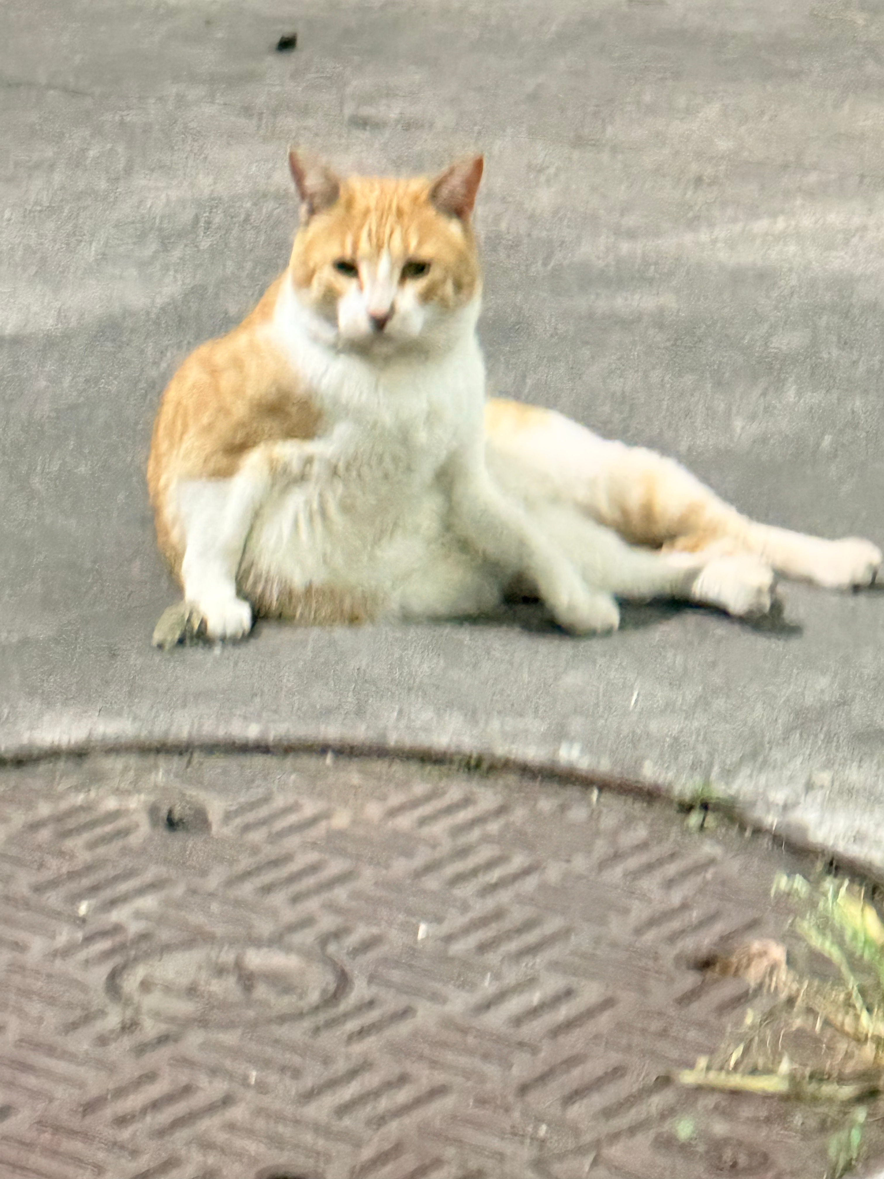 小猫以为自己没有丑照直到打开相册欺负一只小猫咪你很得意？