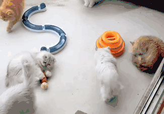 有一群吃货猫猫是什么体验 