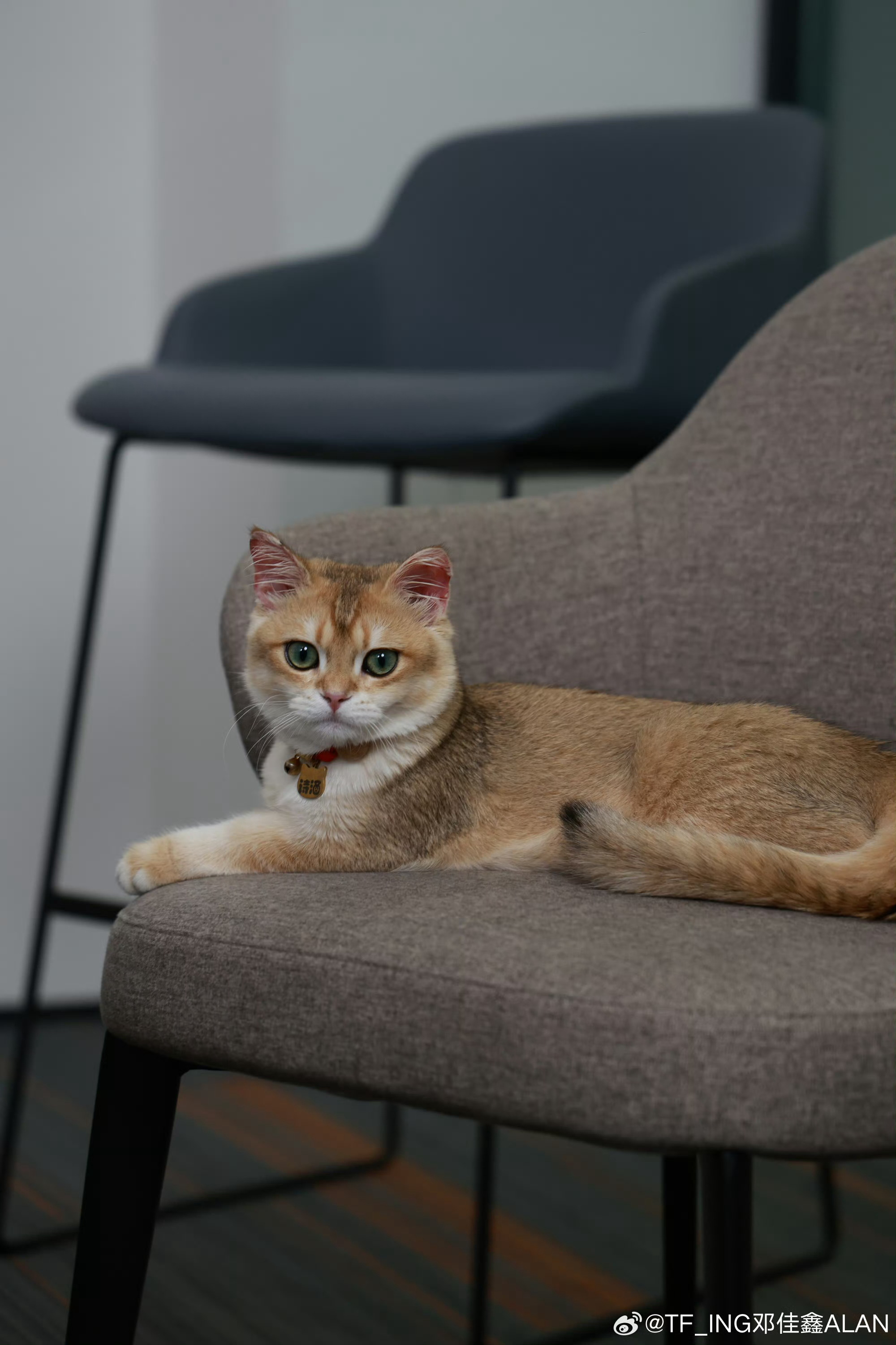 小猫交换猫名片猫名片交换成功✅ 身份：人类；任务：一辈子宠你🐱 