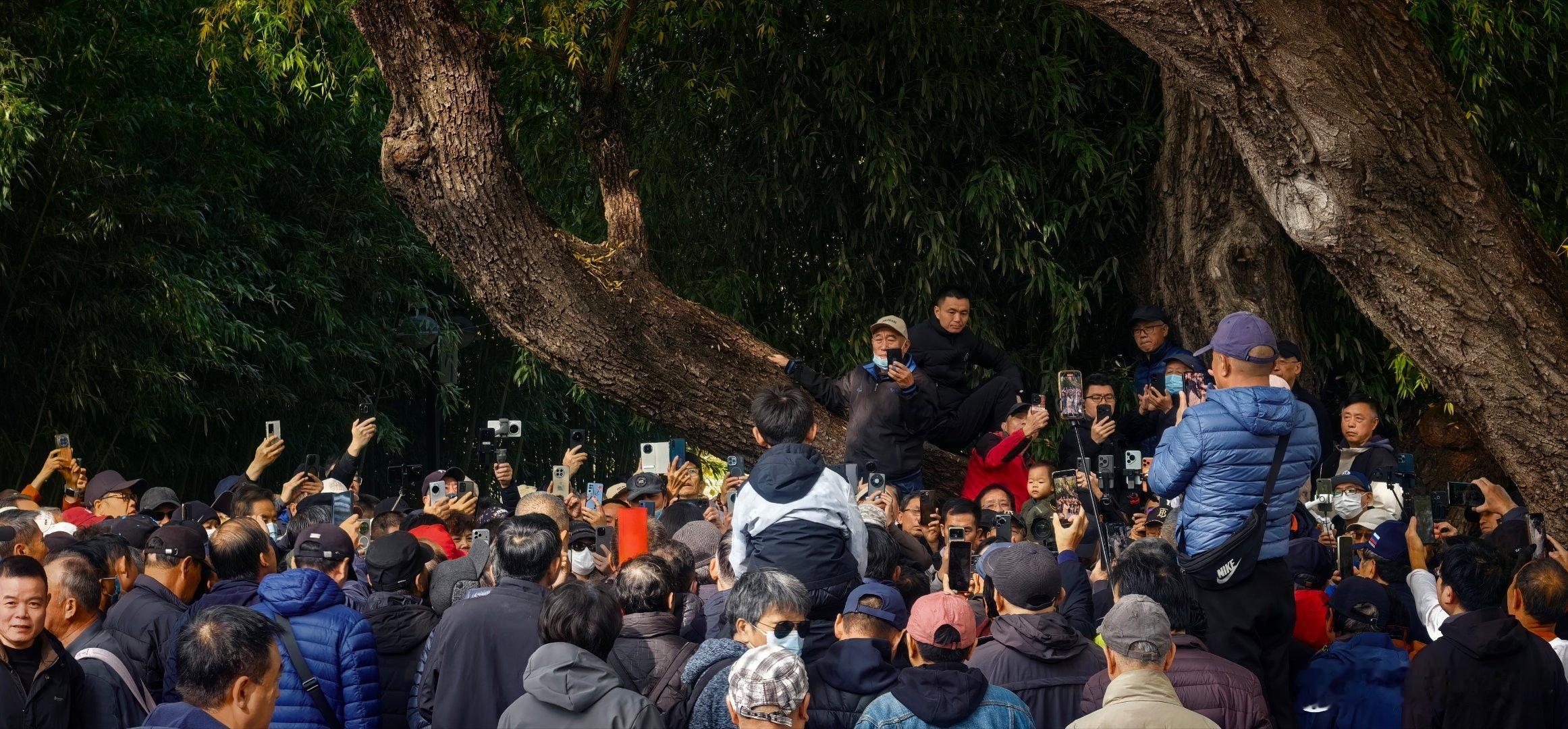 追星！！！今天真正领教了什么是追星。11月8日上午，紫竹院公园鸽子广场，吹奏了一