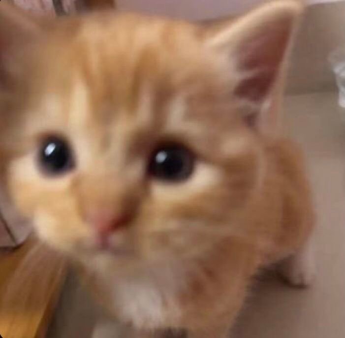 框框猫猫双视角 ​​​