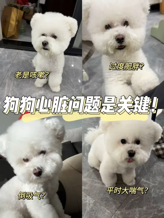 我家狗现在跑跳完不咋喘了！这辅酶真没白喂
