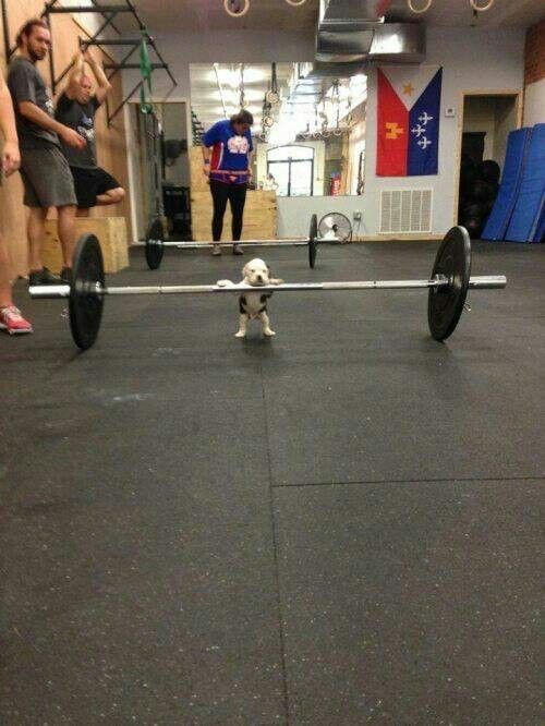 举铁小伙🏋️ 