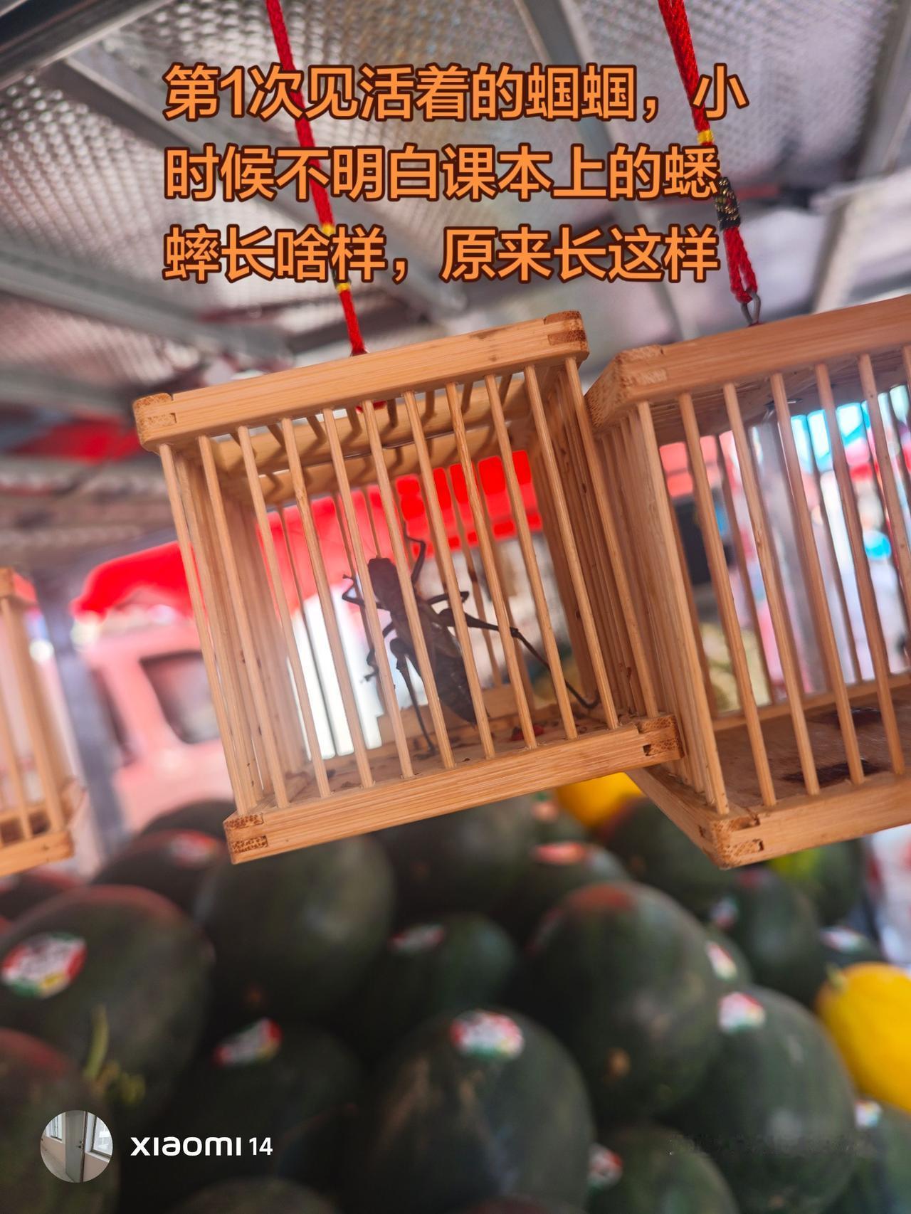 这家卖西瓜的小贩，活着的蟋蟀，一只蟋蟀80元，西瓜2块8一斤。蟋蟀  蝈蝈