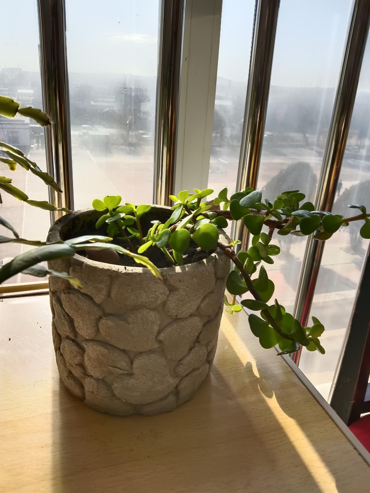 阳光洒进窗台，绿植生机盎然，享受宁静的午后时光。