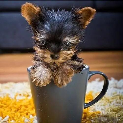 一说不文明养狗，一群人都上来了，狗咬人？狗咬人？流浪狗泛滥？也不知道你是不是真的