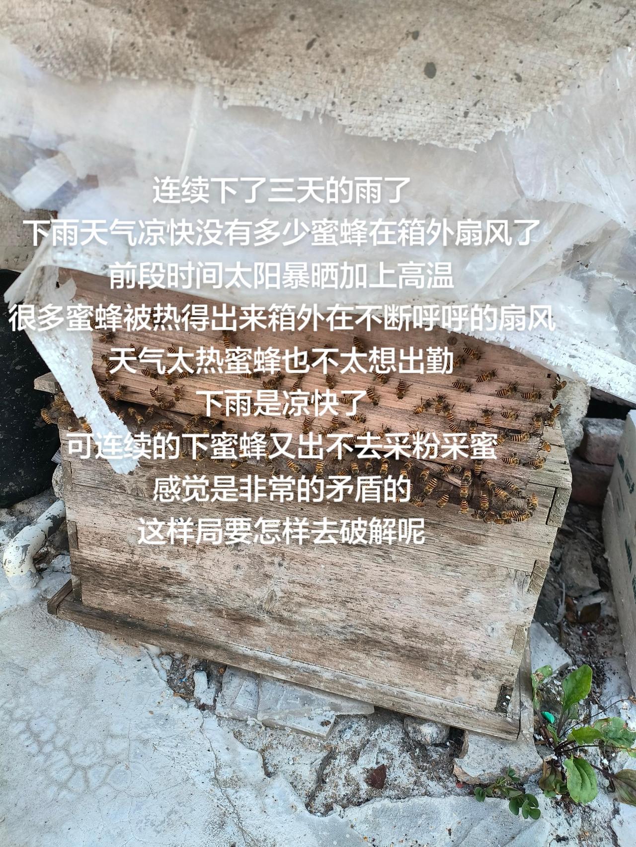 连续下了三天的雨了
下雨天气凉快没有多少蜜蜂在箱外扇风了
前段时间太阳暴晒加上高