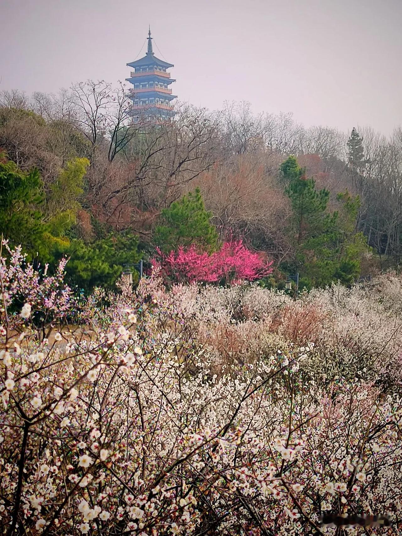 是看错了吗？扬州蜀冈之上这片场景还真能 “ 迷惑 ” 人呢！远远的望去，冈坡上一