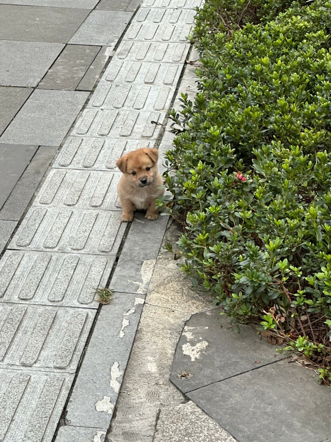 柔弱的小土狗生气就像在卖萌[憧憬] ​​​