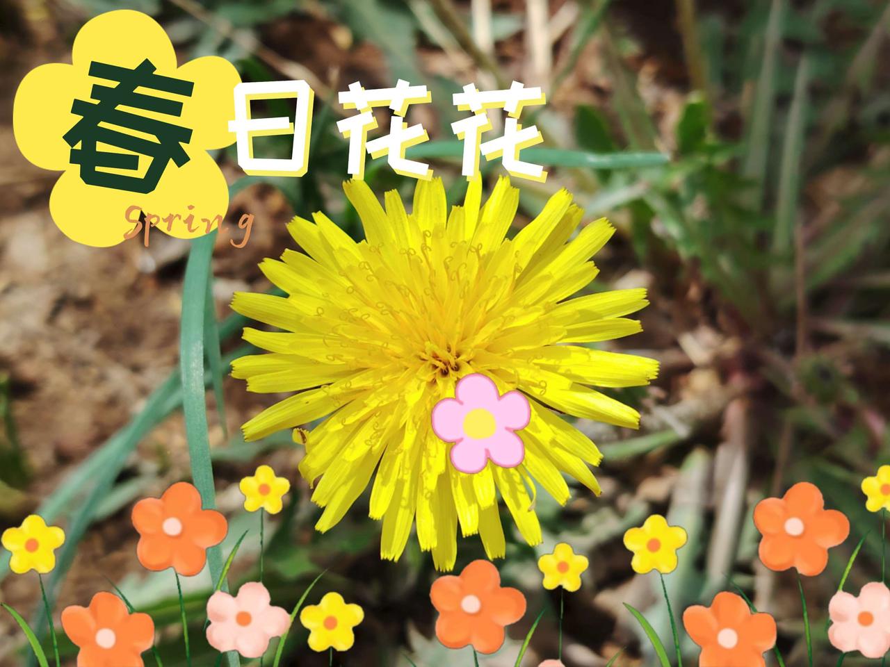 猜猜都是什么花？