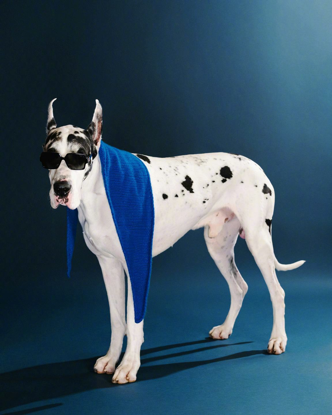 可爱☺️《W》杂志评选出2025年度“最佳动物演员”特刊写真：《偷天盗日》的猫T