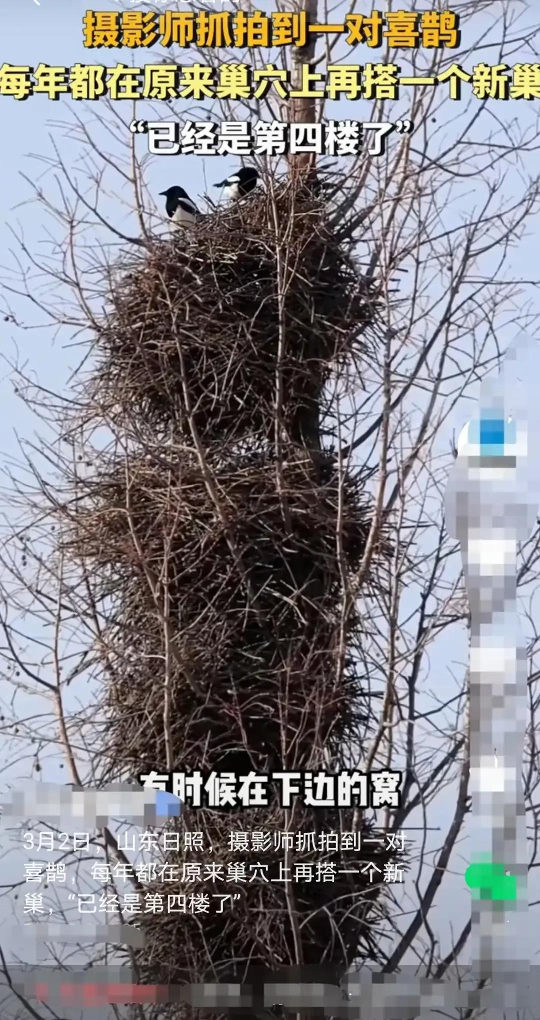 这俩老鸟夫妻太勤劳了.，盖了一层又一层的房子，就怕儿女多了不够住，我对它俩说：别